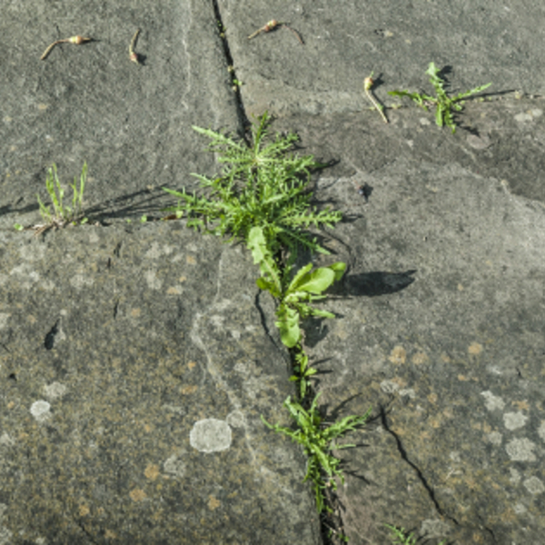 Herbicida Pronto Uso Forth Mata Mato Jardim 500ml - Imagem 3